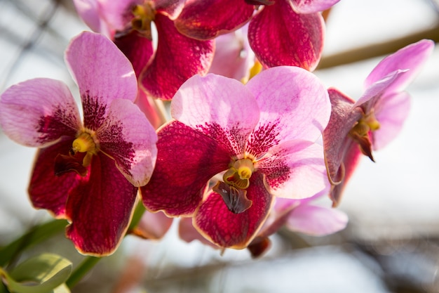 Hermosa flor de orquídea que crece en el jardín