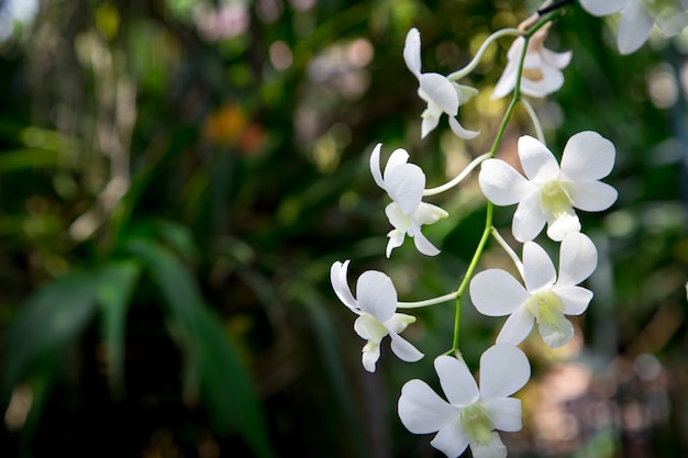 Hermosa flor de orquídea que crece en el jardín