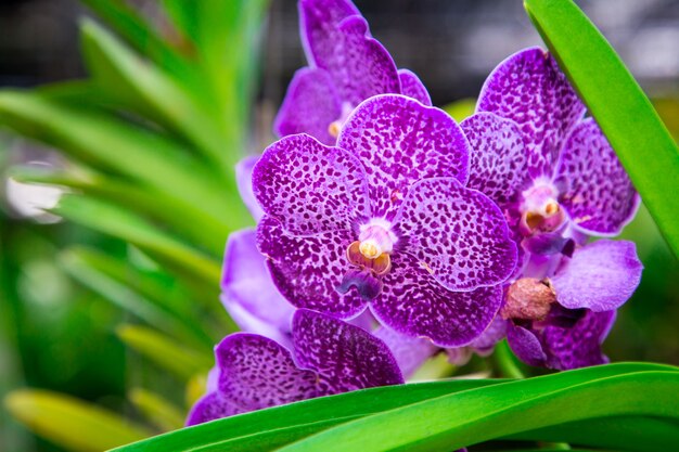 Hermosa flor de orquídea que crece en el jardín