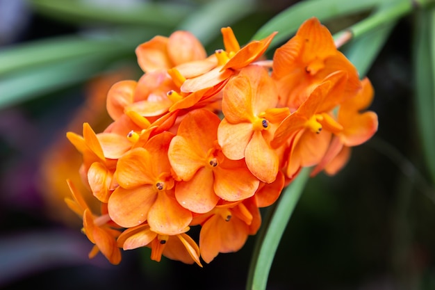 Hermosa flor de orquídea que florece en época de lluvias. Vanda orchidaceae