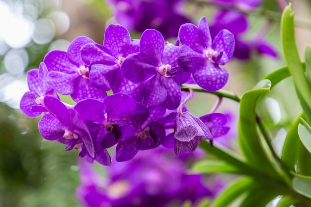 Hermosa flor de orquídea que florece en época de lluvias. Vanda orchidaceae