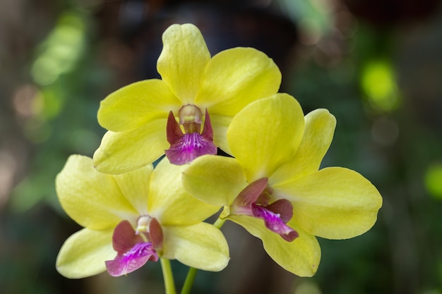 Hermosa flor de orquídea que florece en la temporada de lluvias Orquídea Dendrobium