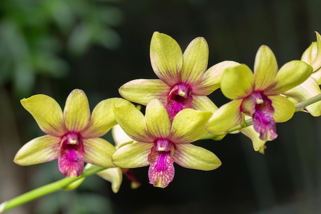 Foto hermosa flor de orquídea que florece en la temporada de lluvias orquídea dendrobium