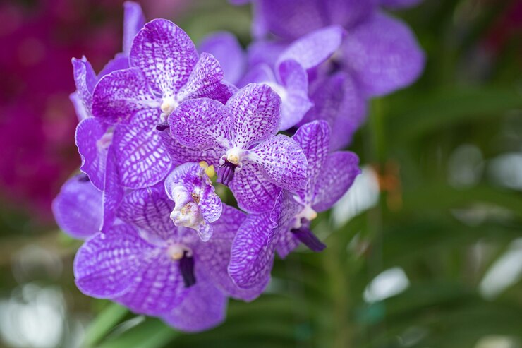 Hermosa flor de orquídea que florece en la temporada de lluvias Orquídea Vanda