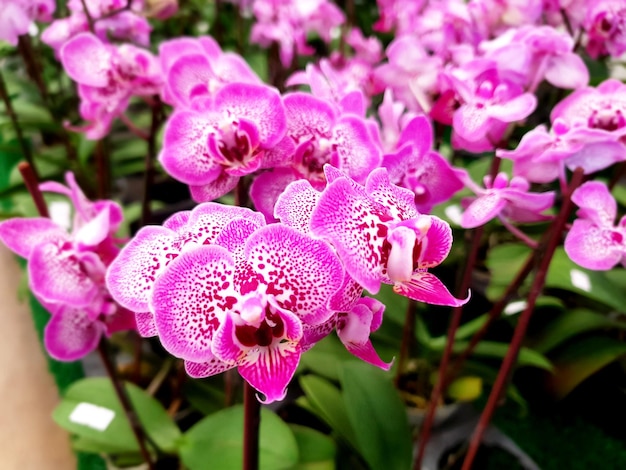 Hermosa flor de orquídea rosa en el jardín