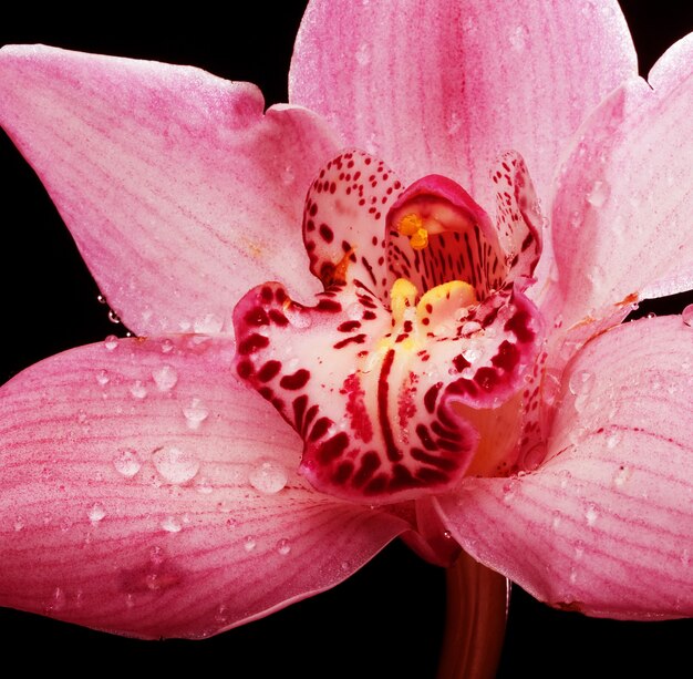 Hermosa flor de orquídea rosa sobre fondo negro