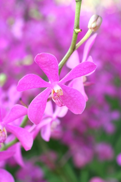 Hermosa flor de orquídea rosa