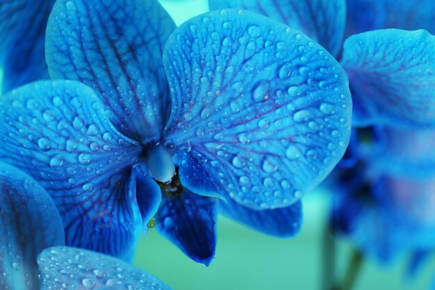 Hermosa flor de orquídea sobre fondo azul.
