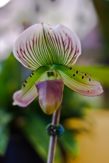 Hermosa flor de orquídea sobre fondo borroso en exposición