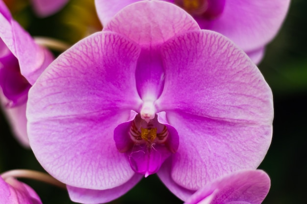 Hermosa flor de orquídea sobre fondo borroso en exposición