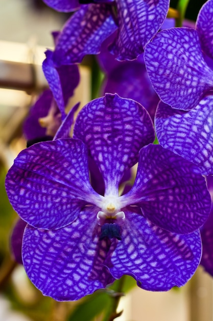 Foto hermosa flor de orquídea sobre fondo borroso en exposición