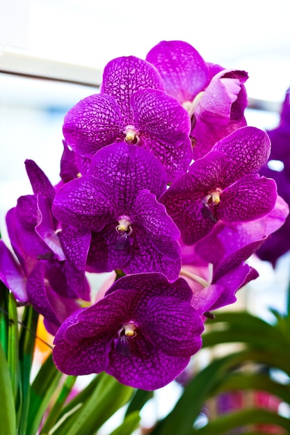 Hermosa flor de orquídea sobre fondo borroso en exposición