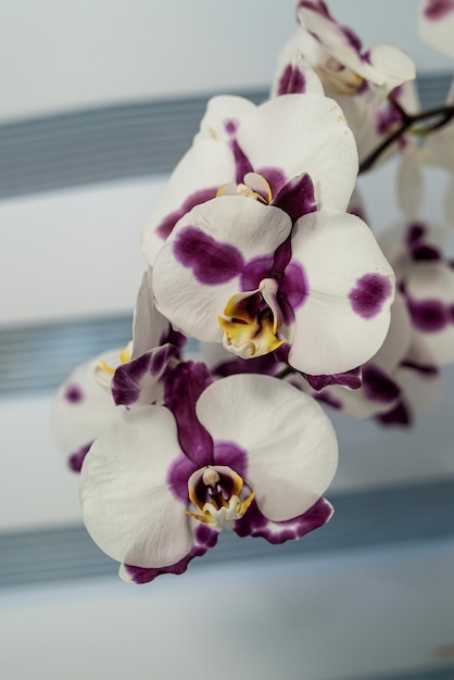 Hermosa flor de orquídea con un tono púrpura plantada en una maceta para cuidar y admirar