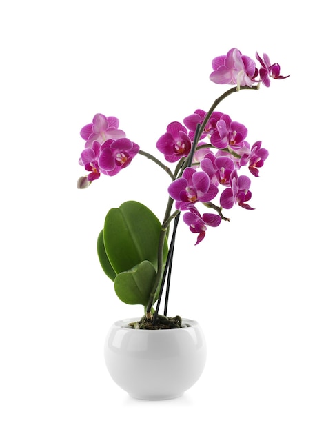 Hermosa flor de orquídea tropical en maceta sobre fondo blanco.