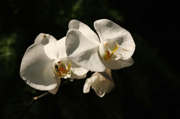 Hermosa flor de orquidea en tropical