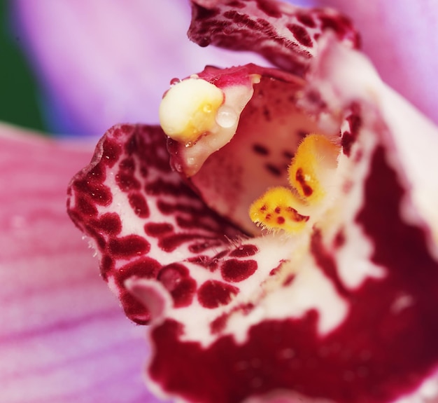 Hermosa flor de orquídea