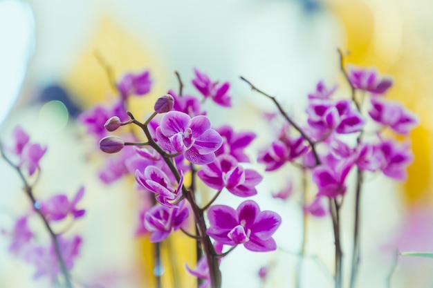 hermosa flor de la orquídea