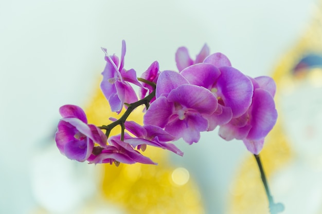 hermosa flor de la orquídea