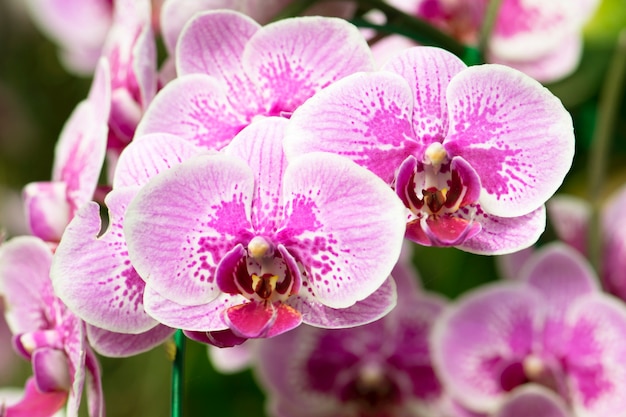 Hermosa flor de orquídeas moradas en el jardín