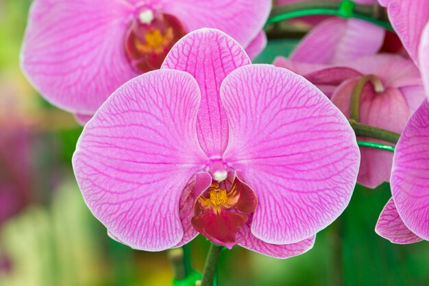Hermosa flor de orquídeas moradas en el jardín