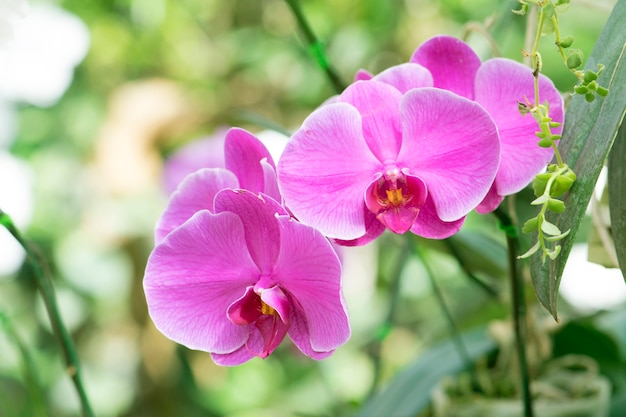 Hermosa flor de orquídeas rosa en el jardín