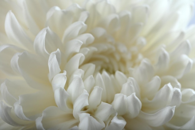 Hermosa flor de otoño crisantemo blanco