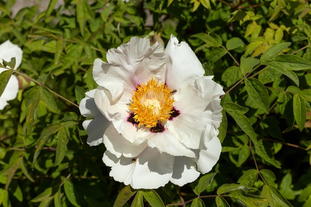 Hermosa flor de Paeonia suffruticosa que crece en el jardín de primavera