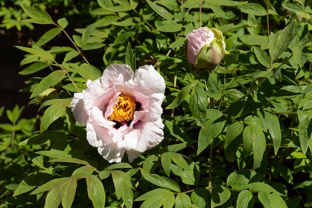 Hermosa flor de Paeonia suffruticosa que crece en el jardín de primavera