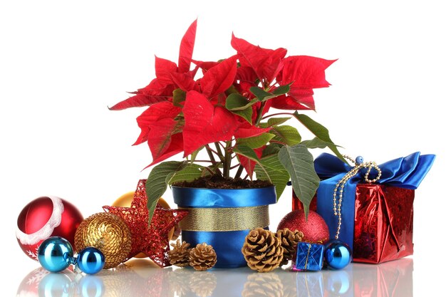 Hermosa flor de pascua con bolas de navidad y regalos aislado en blanco