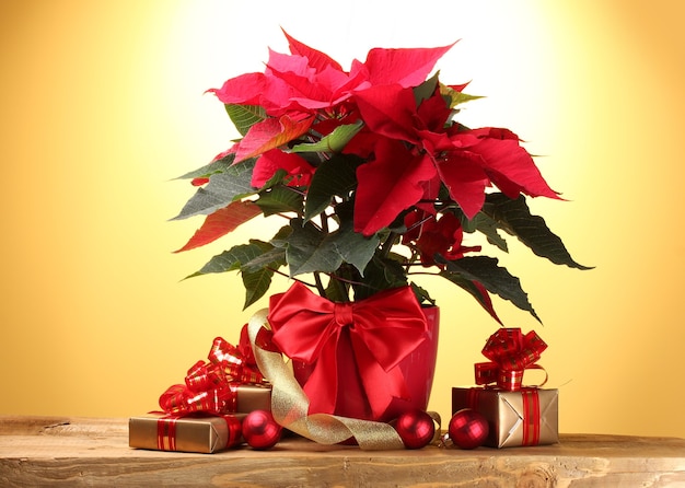 Hermosa flor de pascua en maceta, regalos y bolas de Navidad en mesa de madera sobre superficie amarilla