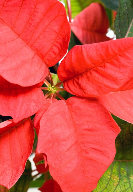 Hermosa flor de pascua roja. Esa planta roja, símbolo de la Navidad.