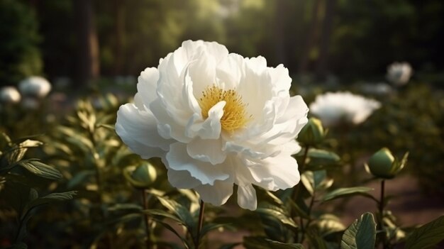 Hermosa flor de peonía blanca sobre fondo oscuro Cierre upgenerative ai