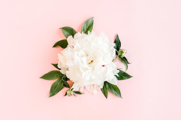 Hermosa flor de peonía blanca sobre fondo rosa La textura de una peonía Vista plana superior