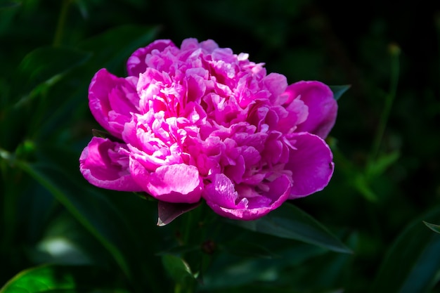 Hermosa flor de peonía en el jardín