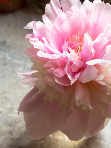 Hermosa flor de peonía rosa de cerca