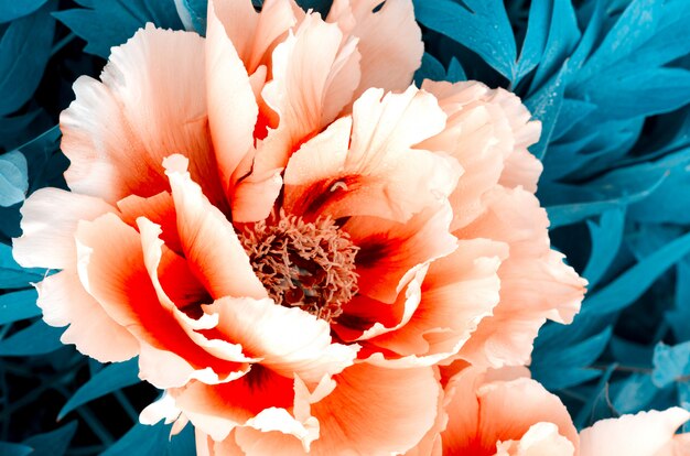 Hermosa flor de peonía rosa suave que crece en el jardín de verano.