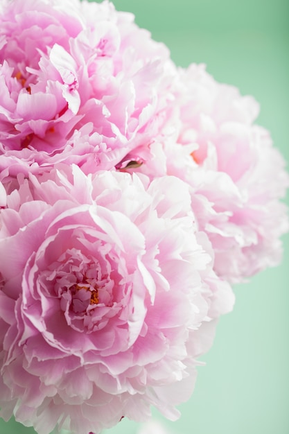 Hermosa flor de peonía rosa