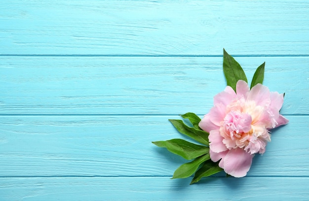 Hermosa flor de peonía sobre fondo de madera de color