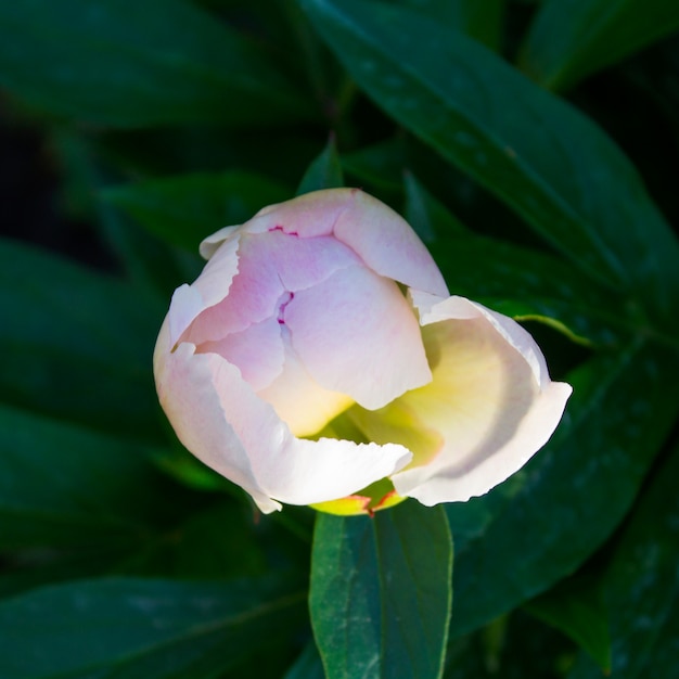 Hermosa flor de peonía en el verano en el jardín.