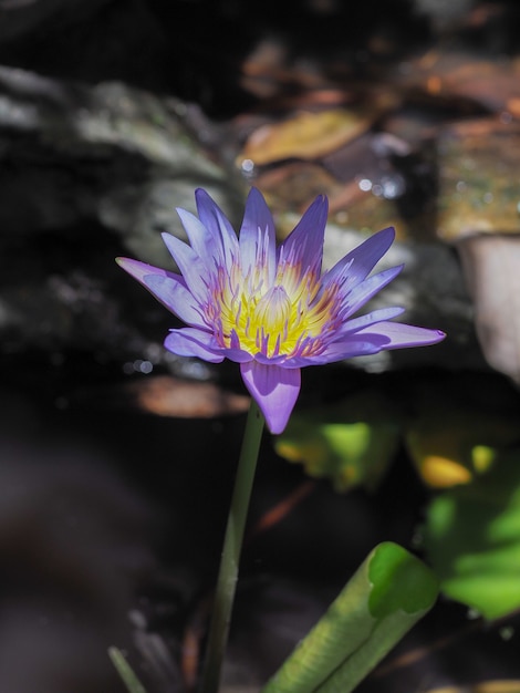 Hermosa flor con pétalos de loto amarillos y púrpuras