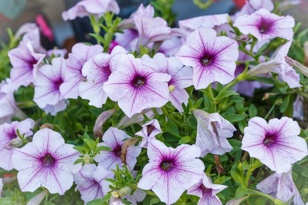 Hermosa flor de petunia violeta