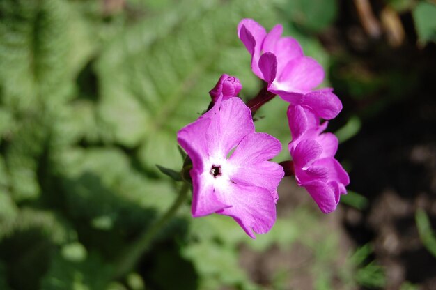 Hermosa flor de phlox crece en el jardín de primavera