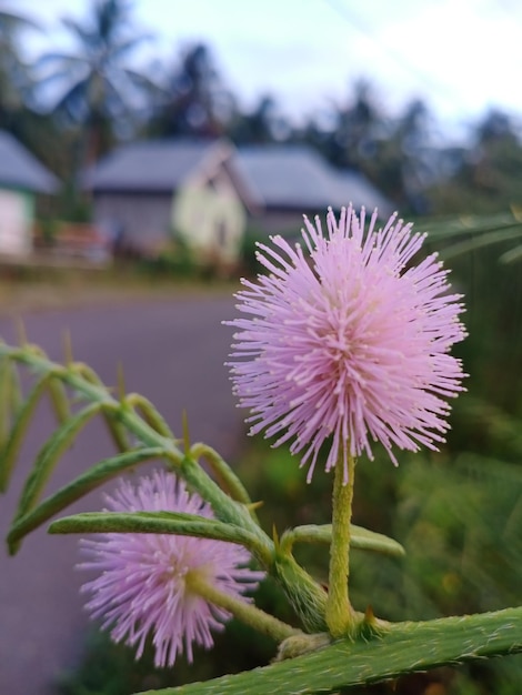 La hermosa flor de la planta