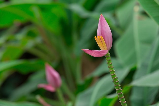 Hermosa flor de plátano rosa en el jardín de la naturaleza