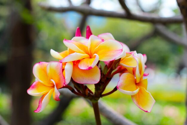 La hermosa flor de plumeria en el árbol