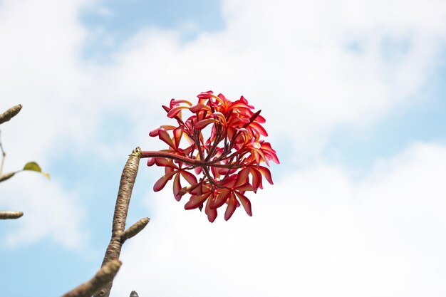 La hermosa flor de plumeria en el árbol