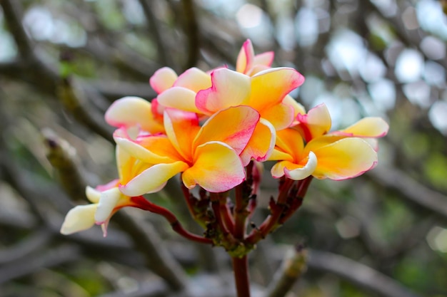 La hermosa flor de plumeria en el árbol