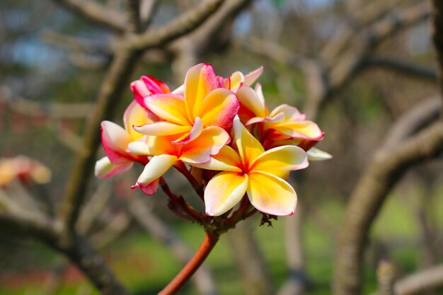 La hermosa flor de plumeria en el árbol