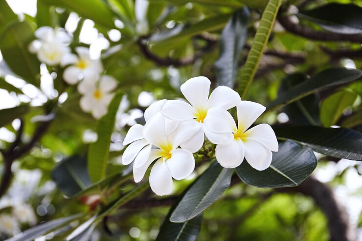 Hermosa flor de plumeria blanca con fondo borroso