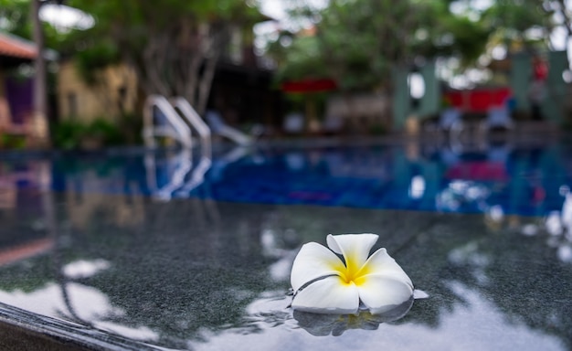 Hermosa flor de plumeria blanca en la piscina